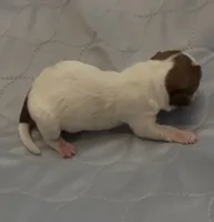 AKC Rough Rosie, a female Jack Russell Terrier for sale in La Puente, CA – 5 of 5