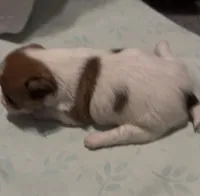 AKC Rough Shorty Samantha, a female Jack Russell Terrier for sale in La Puente, CA – 2 of 3