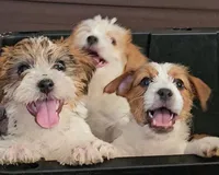 AKC Roughs, a  Jack Russell Terrier for sale in La Puente, CA – 5 of 6