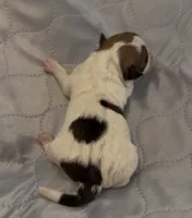 AKC Rough Lilly, a female Jack Russell Terrier for sale in La Puente, CA – 4 of 4