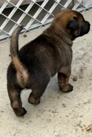Beautiful Mals, a male Belgian Malinois for sale in La Puente, CA – 4 of 4