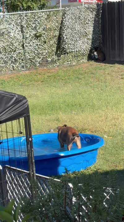 Zeus, a male Belgian Malinois for sale in La Puente, CA – 3 of 6