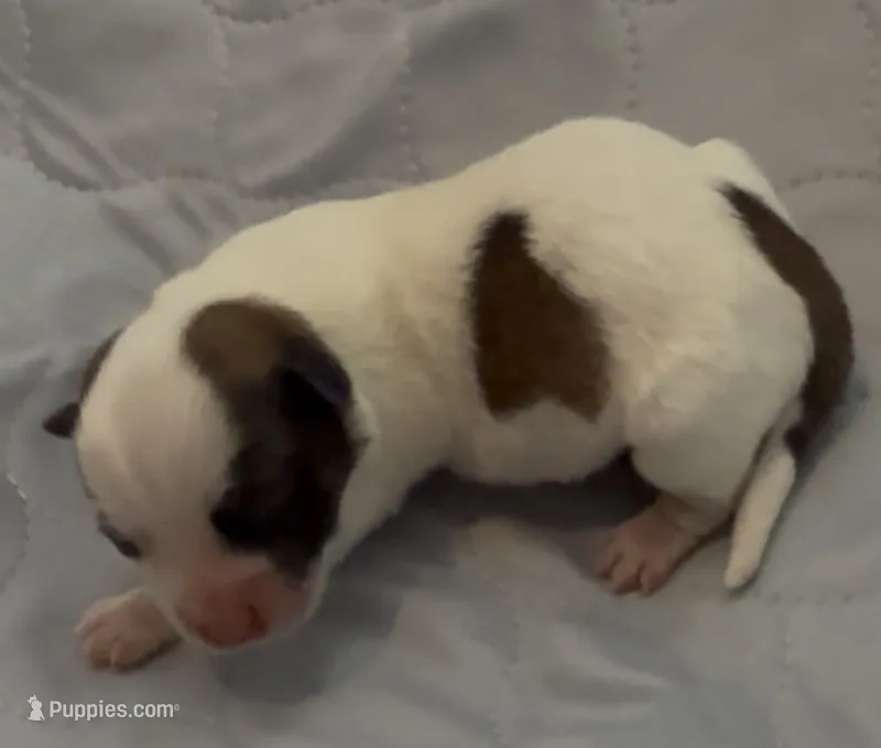 AKC Rough Mickey  – Jack Russell Terrier puppy for sale in La Puente, CA
