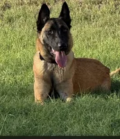 Titus, a male Belgian Malinois for sale in La Puente, CA – 2 of 3