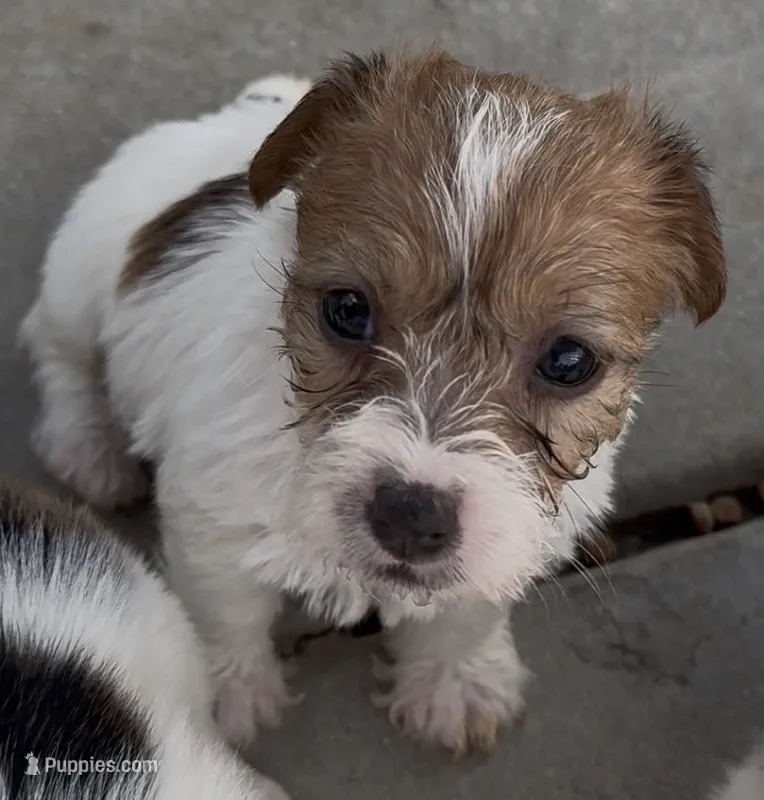 Rough Scarlett  – Jack Russell Terrier puppy for sale in La Puente, CA