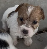 Rough Scarlett , a female Jack Russell Terrier for sale in La Puente, CA – 1 of 4
