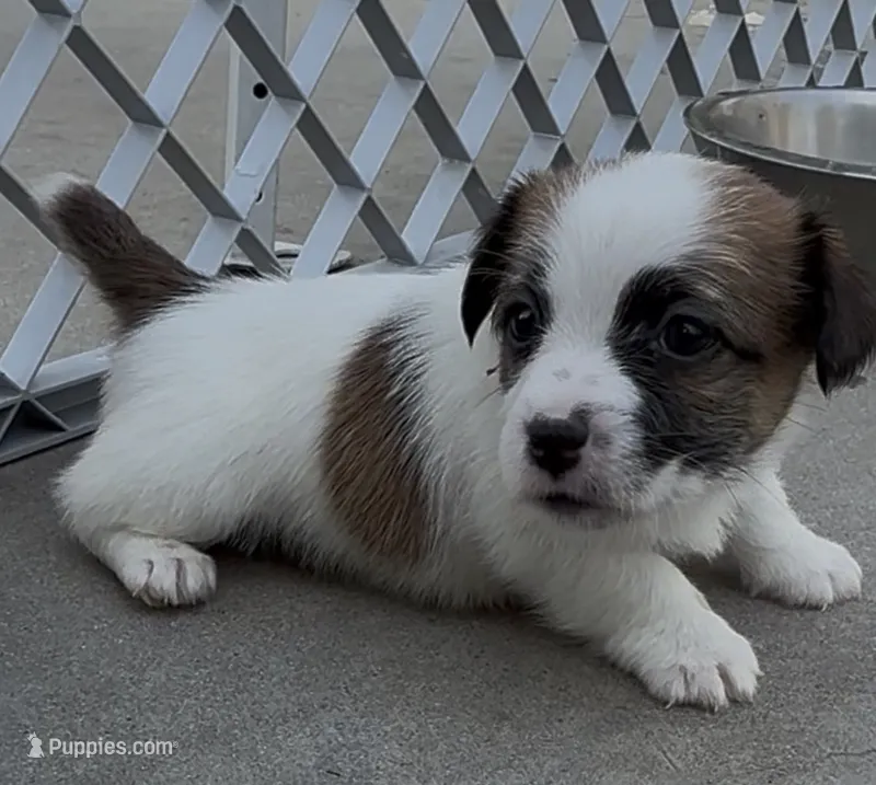 Rough Tommy – Jack Russell Terrier puppy for sale in La Puente, CA