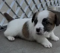 Rough Tommy, a male Jack Russell Terrier for sale in La Puente, CA – 1 of 5