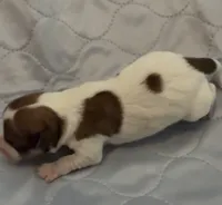 AKC Rough Delilah , a female Jack Russell Terrier for sale in La Puente, CA – 1 of 3