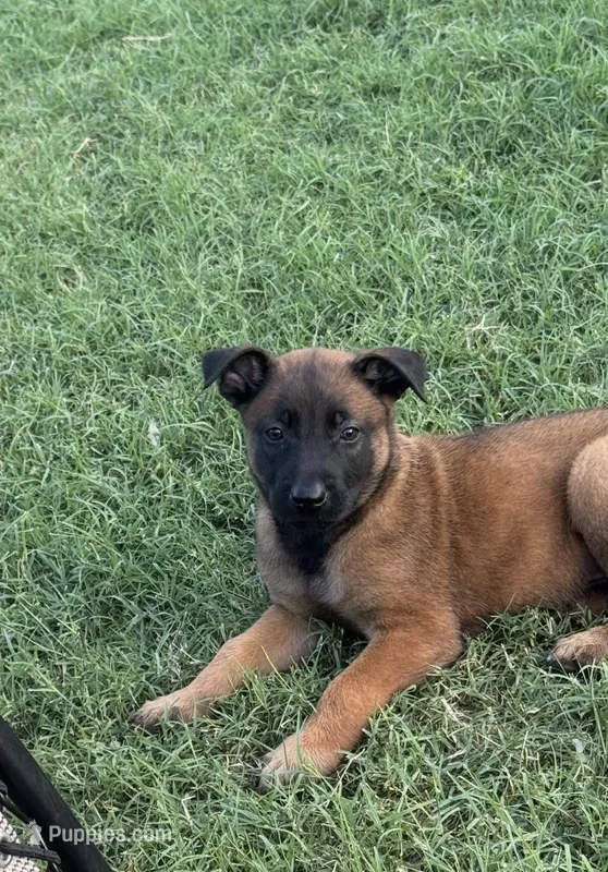Moose  – Belgian Malinois puppy for sale in La Puente, CA