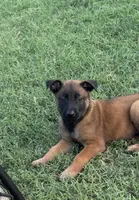 Moose , a male Belgian Malinois for sale in La Puente, CA – 1 of 6