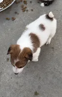 Rough Cookie, a female Jack Russell Terrier for sale in La Puente, CA – 3 of 4