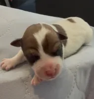 AKC Rough Delilah , a female Jack Russell Terrier for sale in La Puente, CA – 3 of 3
