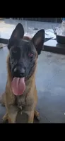 Beautiful Mals, a  Belgian Malinois for sale in La Puente, CA – 3 of 4