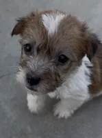 Rough Minnie, a female Jack Russell Terrier for sale in La Puente, CA – 6 of 6