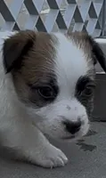 Rough Tommy, a male Jack Russell Terrier for sale in La Puente, CA – 5 of 5