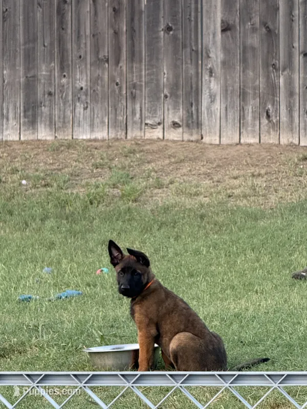 Bear – Belgian Malinois puppy for sale in La Puente, CA