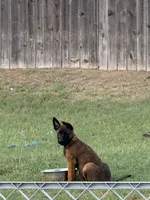 Bear, a male Belgian Malinois for sale in La Puente, CA – 1 of 4