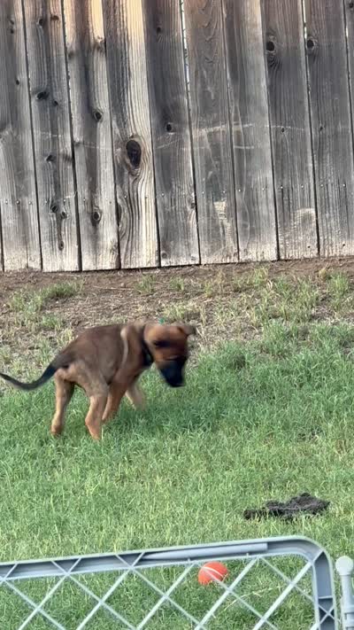 Zeus, a male Belgian Malinois for sale in La Puente, CA – 2 of 4
