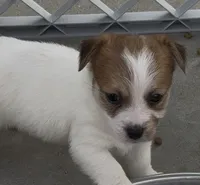 Rough Sammy, a female Jack Russell Terrier for sale in La Puente, CA – 5 of 5