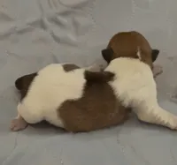 AKC Rough Daphne, a female Jack Russell Terrier for sale in La Puente, CA – 3 of 3