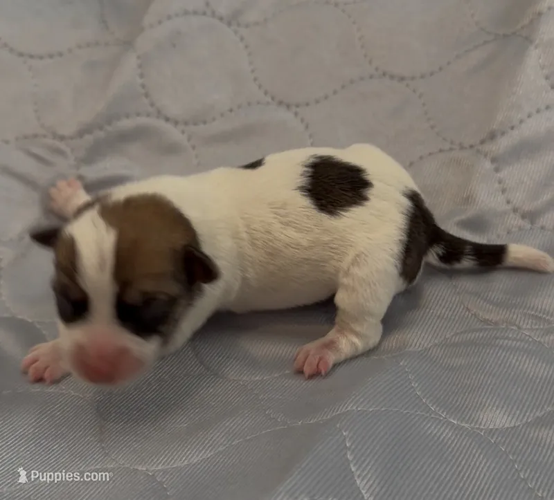 AKC Rough Lilly – Jack Russell Terrier puppy for sale in La Puente, CA