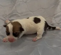 AKC Rough Lilly, a female Jack Russell Terrier for sale in La Puente, CA – 1 of 4