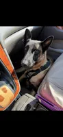 Beautiful Mals, a  Belgian Malinois for sale in La Puente, CA – 4 of 4