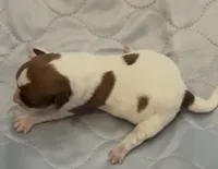 AKC Rough Bella , a female Jack Russell Terrier for sale in La Puente, CA – 3 of 5