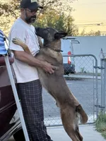 Beautiful Mals, a  Belgian Malinois for sale in La Puente, CA – 2 of 2