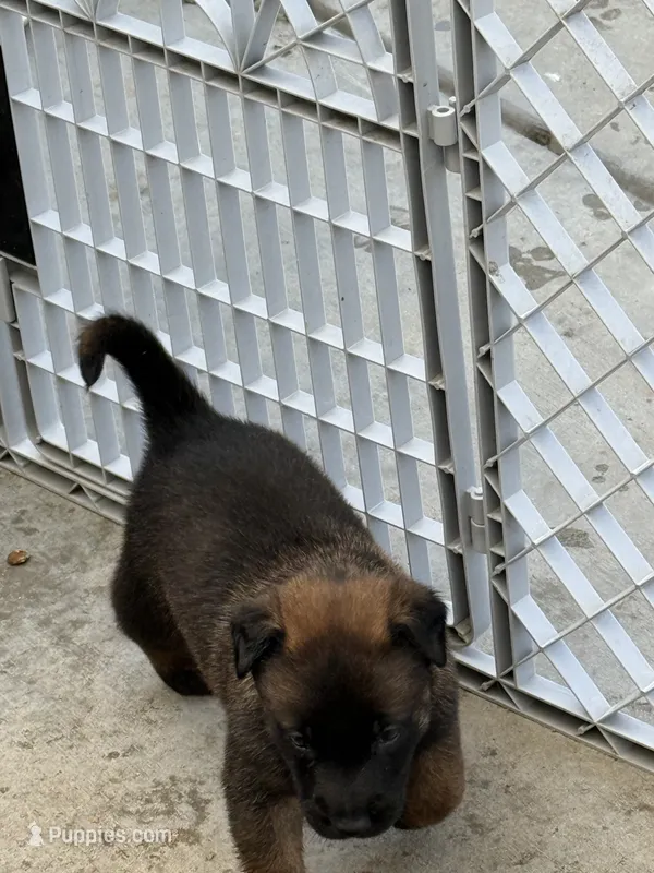 Beautiful boy – Belgian Malinois puppy for sale in La Puente, CA