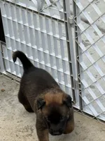 Beautiful boy, a male Belgian Malinois for sale in La Puente, CA – 1 of 4