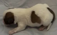 AKC Rough Mickey , a male Jack Russell Terrier for sale in La Puente, CA – 4 of 4