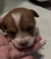AKC Rough Shorty Samantha, a female Jack Russell Terrier for sale in La Puente, CA – 3 of 3