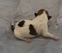 AKC Rough Lilly, a female Jack Russell Terrier for sale in La Puente, CA – 2 of 4