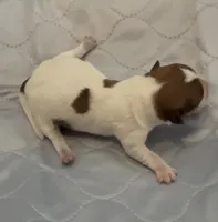 AKC Rough Bella , a female Jack Russell Terrier for sale in La Puente, CA – 5 of 5