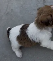 Rough Minnie, a female Jack Russell Terrier for sale in La Puente, CA – 4 of 6