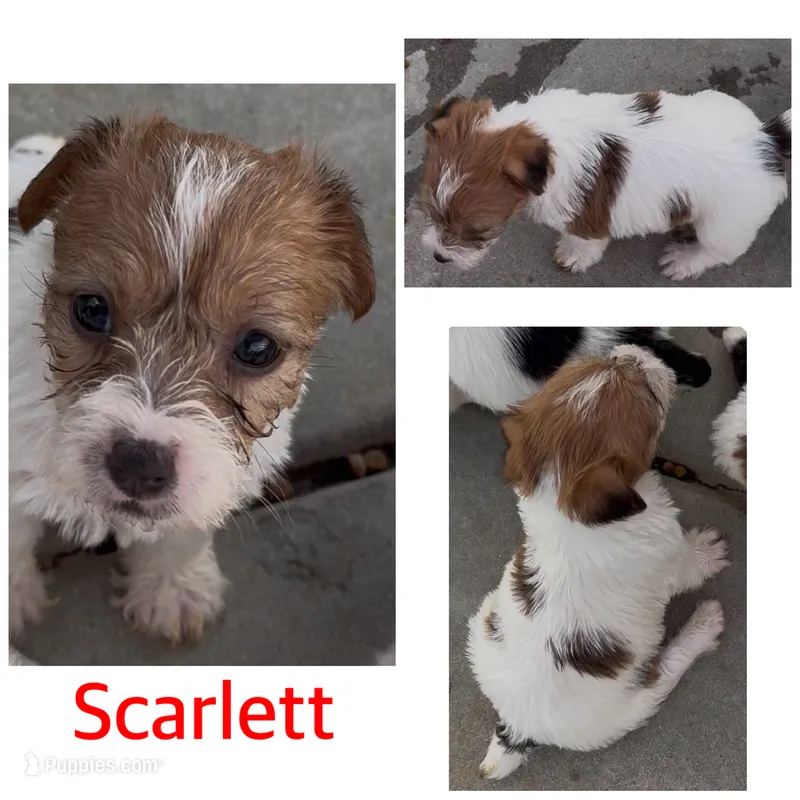 AKC Rough.Scarlett  – Jack Russell Terrier puppy for sale in La Puente, CA
