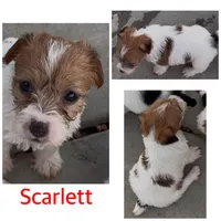 AKC Rough.Scarlett , a female Jack Russell Terrier for sale in La Puente, CA – 1 of 1