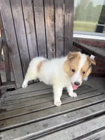 Mook, a male Collie for sale in Charlestown, IN – 3 of 5