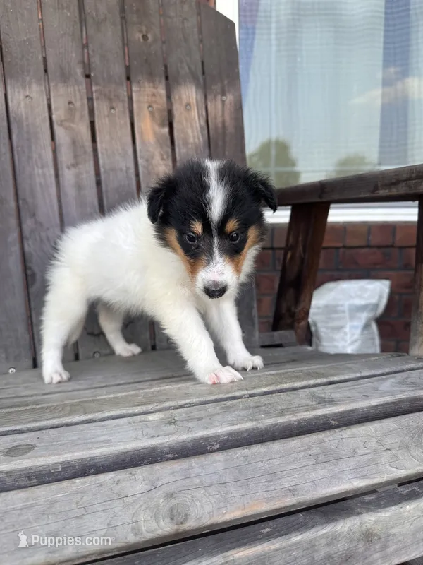 Tea Cup – Collie puppy for sale in Charlestown, IN