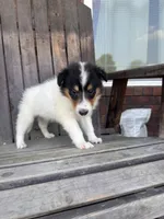 Tea Cup, a female Collie for sale in Charlestown, IN – 1 of 5