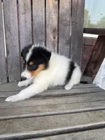 Tea Cup, a female Collie for sale in Charlestown, IN – 3 of 5