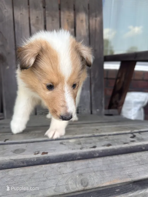 molly – Collie puppy for sale in Charlestown, IN