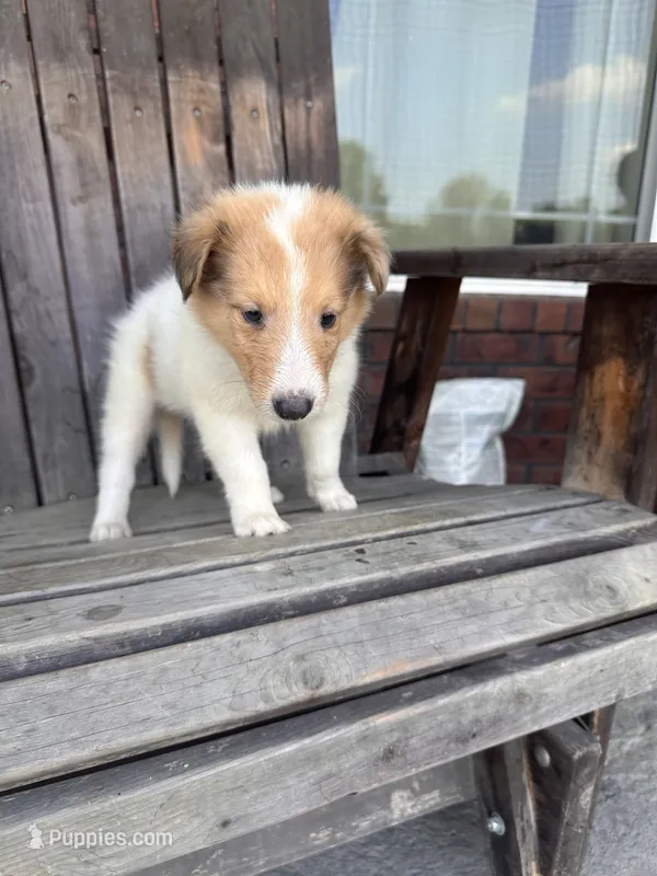 Boss – Collie puppy for sale in Charlestown, IN