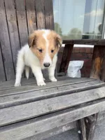 Boss, a male Collie for sale in Charlestown, IN – 1 of 5