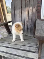 Mook, a male Collie for sale in Charlestown, IN – 2 of 5