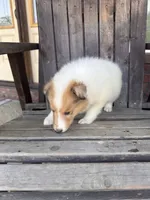 molly, a female Collie for sale in Charlestown, IN – 2 of 6