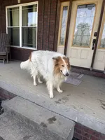 FRED, a male Collie for sale in Charlestown, IN – 4 of 5