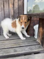 Rufus, a male Collie for sale in Charlestown, IN – 3 of 5